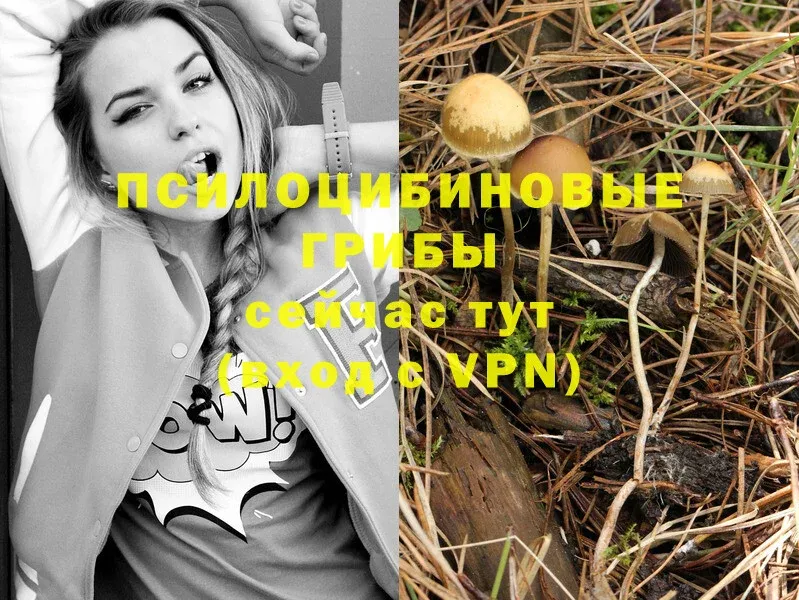 Псилоцибиновые грибы Psilocybine cubensis  цены наркотик  Миньяр 